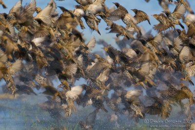 Common Starling (Sturns vulgaris)