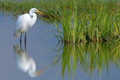 Great White Egret (Casmerodius albus)