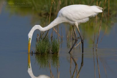 Great White Egret (Casmerodius albus)