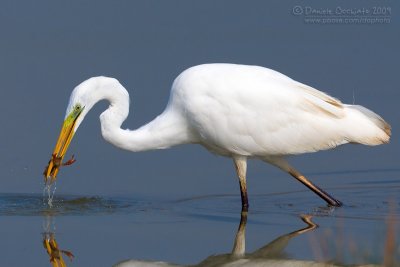 Great White Egret (Casmerodius albus)