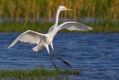 Great White Egret (Casmerodius albus)