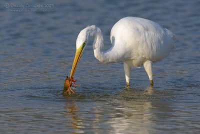 Great White Egret (Casmerodius albus)