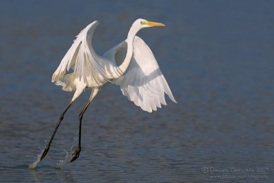 Great White Egret (Casmerodius albus)