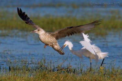 Yellow-legged Gull (Larus michahellis) and Little Egret (Egretta garzetta)