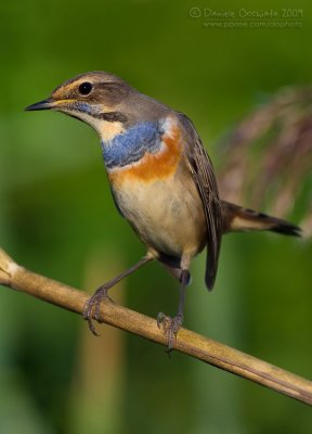 Bluethroat (Luscinia svecica ssp cyanecula)