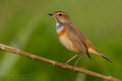 Bluethroat (Luscinia svecica ssp cyanecula)