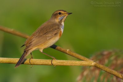 Bluethroat (Luscinia svecica ssp cyanecula)