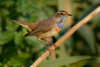 Bluethroat (Luscinia svecica ssp cyanecula)