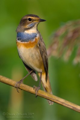 Bluethroat (Luscinia svecica ssp cyanecula)