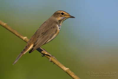 Bluethroat (Luscinia svecica ssp cyanecula)