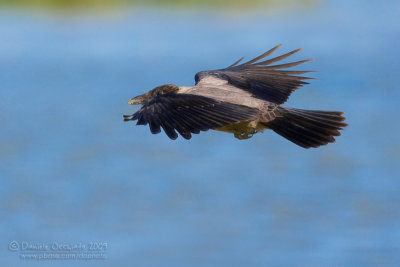 Hooded Crow (Corvus cornix)