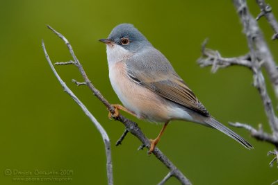 Moltoni's Warbler (Sylvia subalpina)