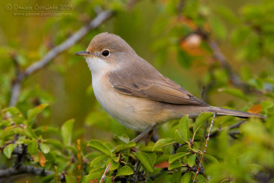 Moltoni's Warbler (Sylvia subalpina)