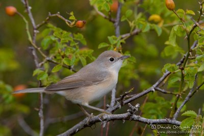 Moltoni's Warbler (Sylvia subalpina)