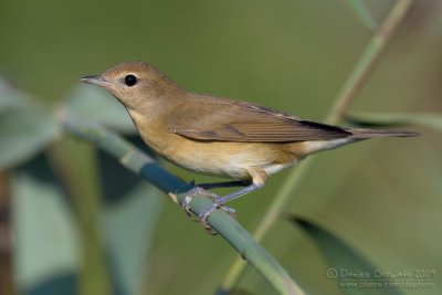 Garden Warbler (Sylvia borin)