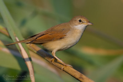 Common Whitethroat (Sylvia communis)