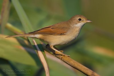 Common Whitethroat (Sylvia communis)