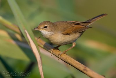 Common Whitethroat (Sylvia communis)