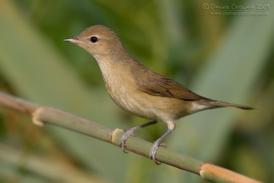 Garden Warbler (Sylvia borin)