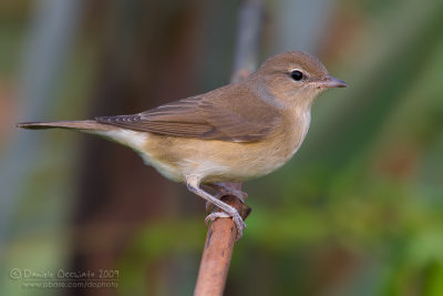 Garden Warbler (Sylvia borin)