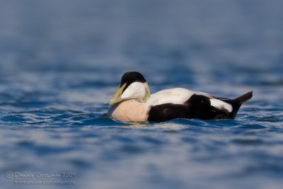 Common Eider (Somateria mollissima)