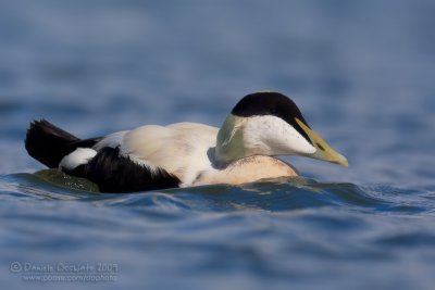 Common Eider (Somateria mollissima)