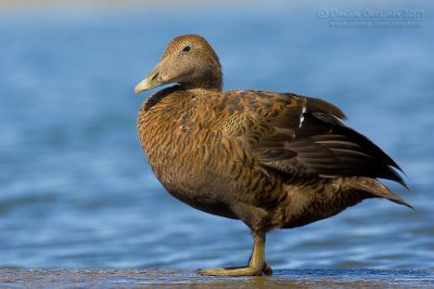 Common Eider (Somateria mollissima)