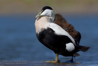 Common Eider (Somateria mollissima)