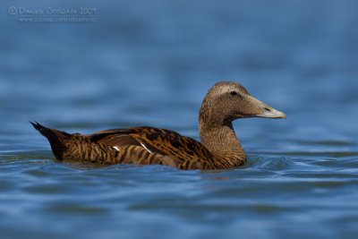 Common Eider (Somateria mollissima)