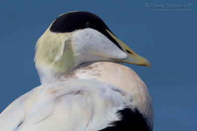 Common Eider (Somateria mollissima)
