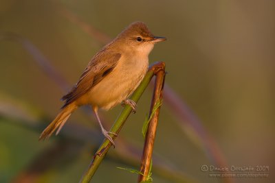 Great Reed Warbler (Acrocephalus arundinaceus)