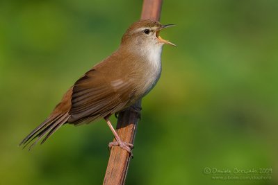 Cetti's Warbler (Cettia cetti)