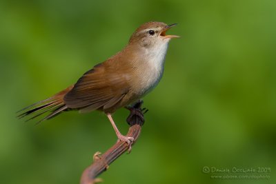 Cetti's Warbler (Cettia cetti)