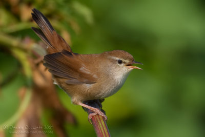 Cetti's Warbler (Cettia cetti)