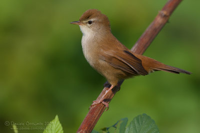 Cetti's Warbler (Cettia cetti)