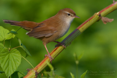 Cetti's Warbler (Cettia cetti)