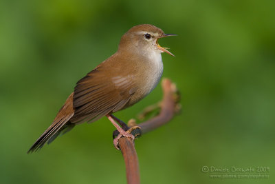 Cetti's Warbler (Cettia cetti)