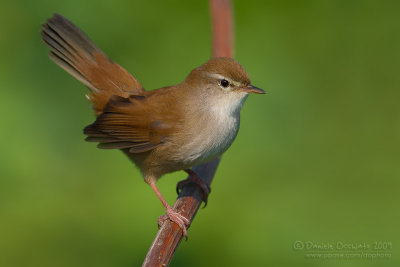 Cetti's Warbler (Cettia cetti)