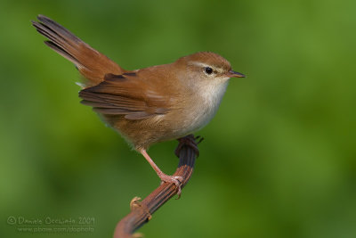 Cetti's Warbler (Cettia cetti)