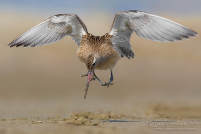 Bar-tailed Godwit (Limosa lapponica)