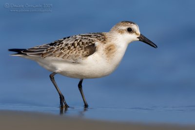 Sanderling (Calidris alba)