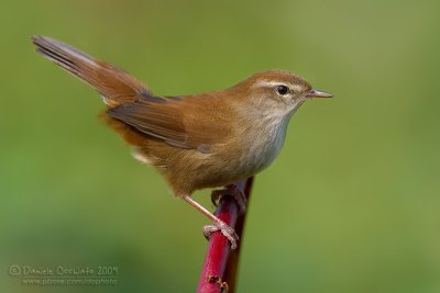 Cetti's Warbler (Cettia cetti)