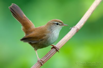 Cetti's Warbler (Cettia cetti)