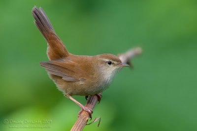 Cetti's Warbler (Cettia cetti)