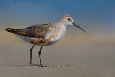 Curlew Sandpiper (Calidris ferruginea)