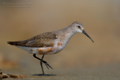 Curlew Sandpiper (Calidris ferruginea)