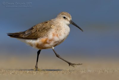 Curlew Sandpiper (Calidris ferruginea)