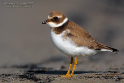 Common Ringed Plover (Charadrius hiaticula)