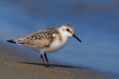 Sanderling (Calidris alba)