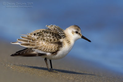 Sanderling (Calidris alba)